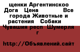 щенки Аргентинскоо Дога › Цена ­ 25 000 - Все города Животные и растения » Собаки   . Чувашия респ.,Шумерля г.